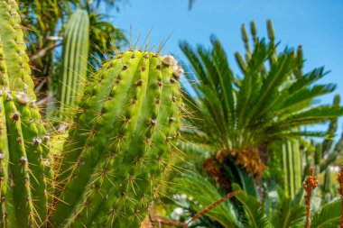 Forli, Ischia, İtalya 'daki Giardini Ravino bahçelerinde sulu ve kaktüsler.
