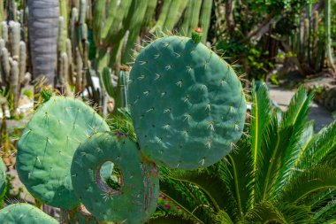 Forli, Ischia, İtalya 'daki Giardini Ravino bahçelerinde sulu ve kaktüsler.