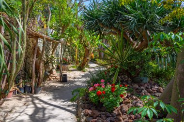 Forli, Ischia, İtalya 'daki Giardini Ravino bahçelerinde sulu ve kaktüsler.