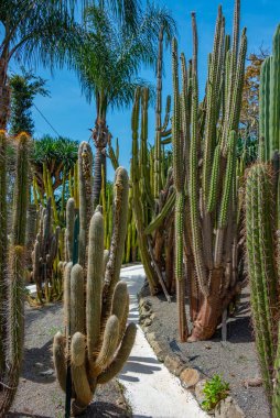 Forli, Ischia, İtalya 'daki Giardini Ravino bahçelerinde sulu ve kaktüsler.