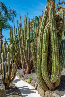 Forli, Ischia, İtalya 'daki Giardini Ravino bahçelerinde sulu ve kaktüsler.