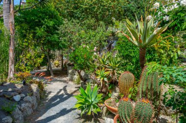 Forli, Ischia, İtalya 'daki Giardini Ravino bahçelerinde sulu ve kaktüsler.