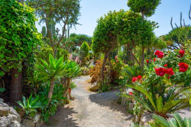 Forli, Ischia, İtalya 'daki Giardini Ravino bahçelerinde sulu ve kaktüsler.