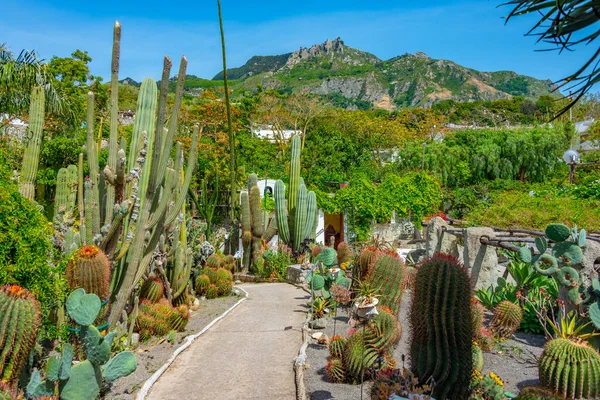 Forli, Ischia, İtalya 'daki Giardini Ravino bahçelerinde sulu ve kaktüsler.