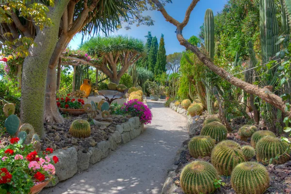 Succulents Cactus Dans Les Jardins Giardini Ravino Forli Ischia Italie — Photo