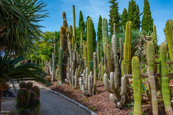 stock image Succulents and cactuses at Giardini Ravino gardens at Forli, Ischia, Italy.