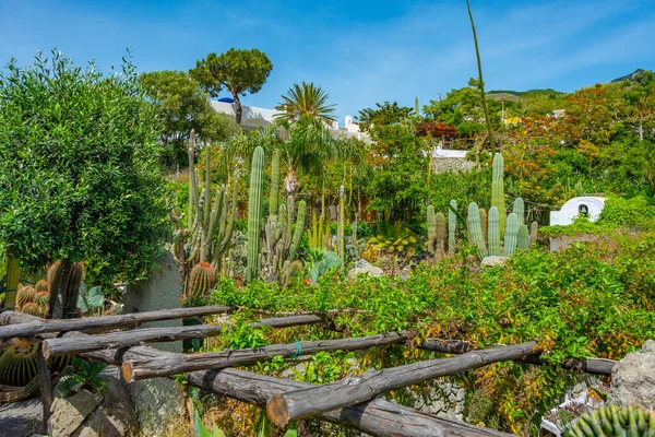 Sukkulenten Und Kakteen Den Giardini Ravino Gärten Forli Ischia Italien — Stockfoto