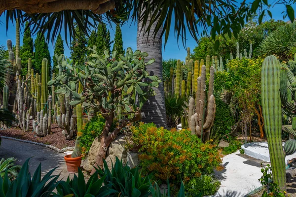 Sukkulenten Und Kakteen Den Giardini Ravino Gärten Forli Ischia Italien — Stockfoto