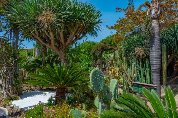 Suculentas Cactus Los Jardines Giardini Ravino Forli Ischia Italia — Foto de Stock