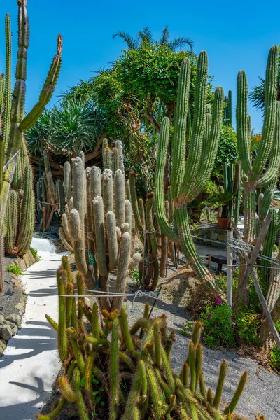 stock image Succulents and cactuses at Giardini Ravino gardens at Forli, Ischia, Italy.