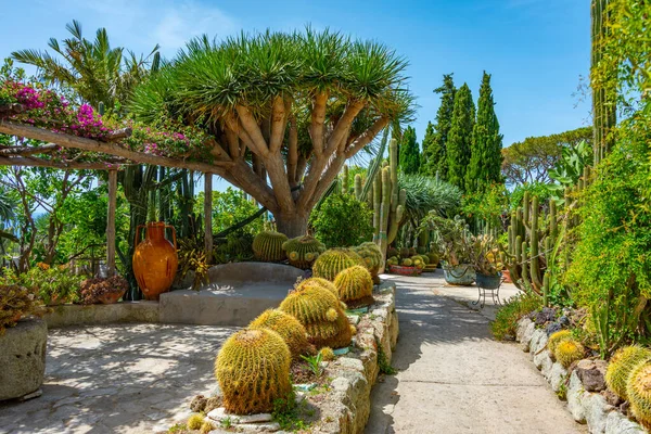 Forli, Ischia, İtalya 'daki Giardini Ravino bahçelerinde sulu ve kaktüsler.