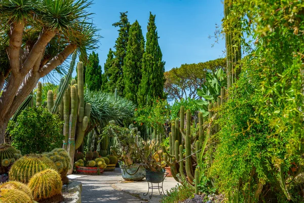 Suculentas Cactus Los Jardines Giardini Ravino Forli Ischia Italia — Foto de Stock