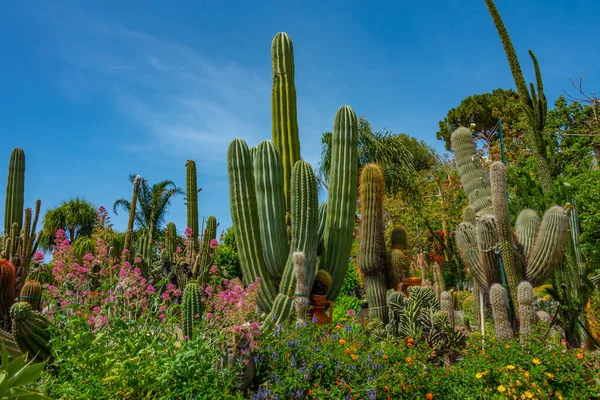 Succulents Cactuses Giardini Ravino Gardens Forli Ischia Italy — Stock Photo, Image