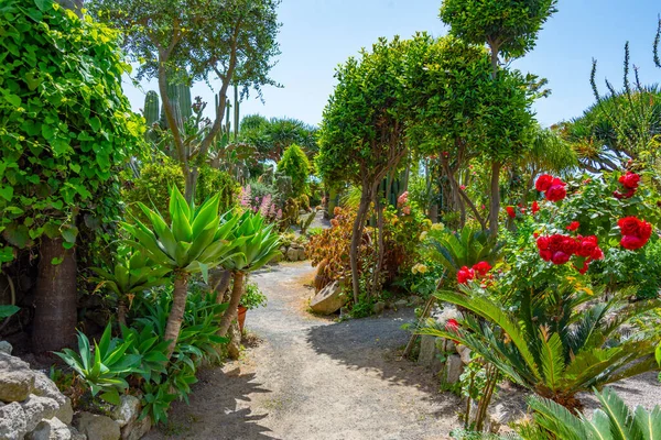 Suckulenter Och Kaktusar Vid Giardini Ravinos Trädgårdar Forli Ischia Italien — Stockfoto