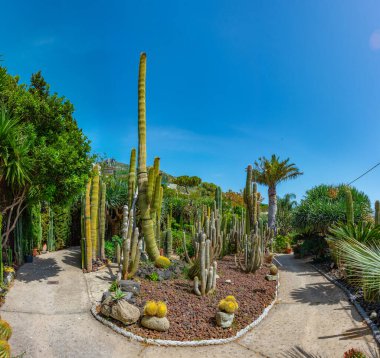 Forli, Ischia, İtalya 'daki Giardini Ravino bahçelerinde sulu ve kaktüsler.