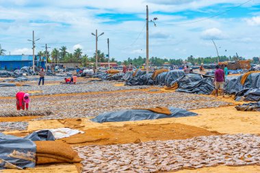 Negombo, Sri Lanka 'da açık havada balık ve diğer deniz ürünleri kurutuluyor..