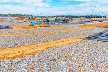 Negombo, Sri Lanka 'da açık havada balık ve diğer deniz ürünleri kurutuluyor..