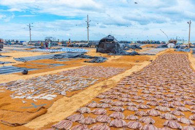 Negombo, Sri Lanka 'da açık havada balık ve diğer deniz ürünleri kurutuluyor..