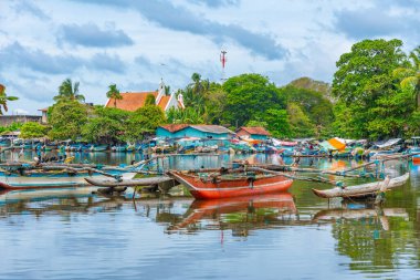 Sri Lanka 'daki Negombo gölünün kıyısına demirleyen geleneksel katamaranlar.