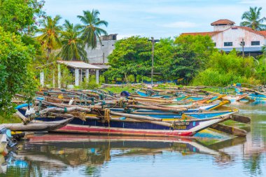 Sri Lanka 'daki Negombo gölünün kıyısına demirleyen geleneksel katamaranlar.