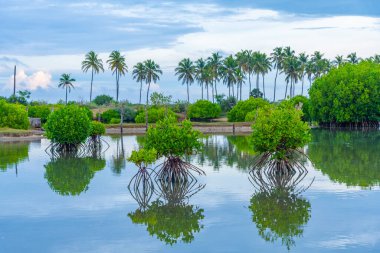 Sri Lanka 'daki Kalpitiya gölünün manzarası.