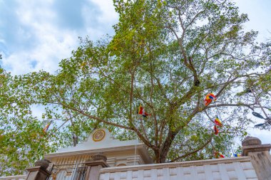Anuradhapura 'daki Sri Maha Bodhi ağacı - dünyanın en eski belgelenmiş ağacı, Sri Lanka.