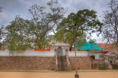 Anuradhapura 'daki Sri Maha Bodhi ağacı - dünyanın en eski belgelenmiş ağacı, Sri Lanka.