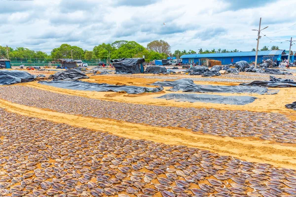 Negombo, Sri Lanka 'da açık havada balık ve diğer deniz ürünleri kurutuluyor..