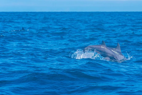 Delfinek Ugrálnak Sri Lanka Partjainál Kalpitiya Közelében — Stock Fotó