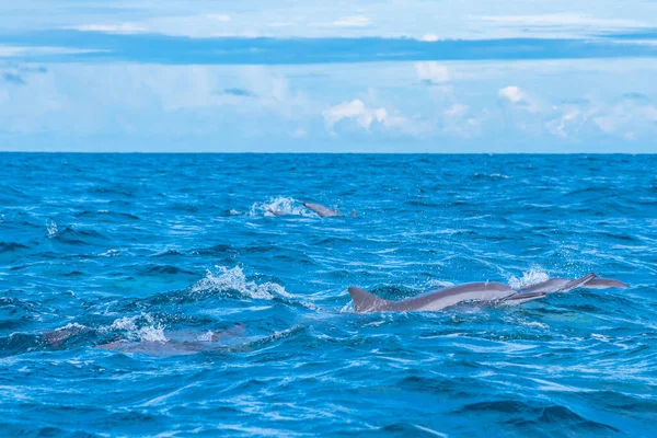 Golfinhos Pulando Nas Ondas Largo Costa Sri Lanka Perto Kalpitiya — Fotografia de Stock