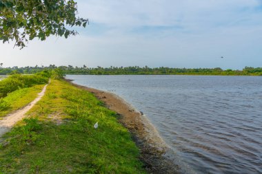 Jaffna, Sri Lanka yakınlarındaki Karaitivu adasında bataklıklar.