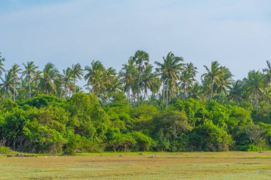 Jaffna, Sri Lanka yakınlarındaki Karaitivu adasında bataklıklar.