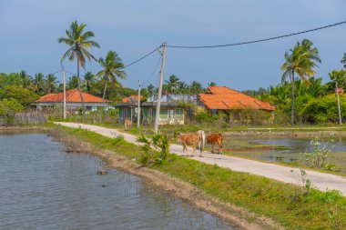 Jaffna, Sri Lanka yakınlarındaki Velanai adasında bataklıklar.