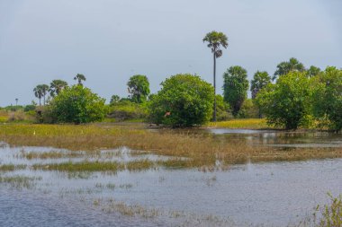 Jaffna, Sri Lanka yakınlarındaki Velanai adasında bataklıklar.