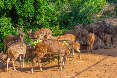 Trincomalee, Sri Lanka 'daki Fort Frederick' te geyikler.