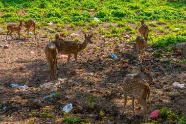 Trincomalee, Sri Lanka 'daki Fort Frederick' te geyikler.