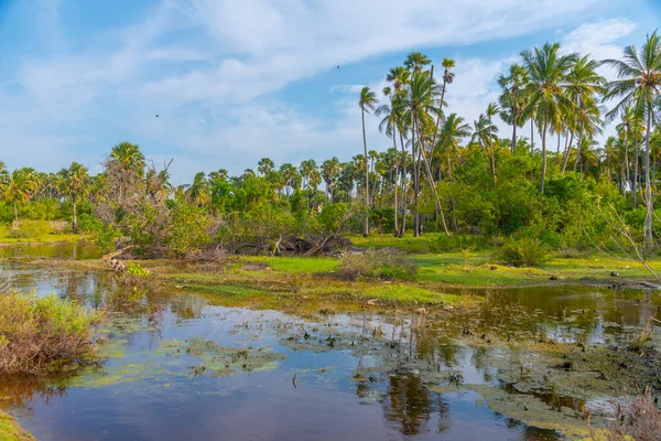 Pantanos Isla Karaitivu Cerca Jaffna Sri Lanka —  Fotos de Stock