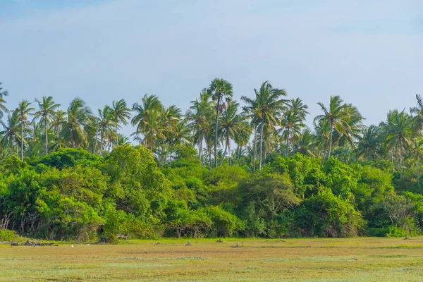 Плавці Острові Караїтіву Поблизу Джафни Шрі Ланка — стокове фото