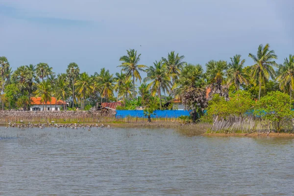 Jaffna, Sri Lanka yakınlarındaki Velanai adasında bataklıklar.