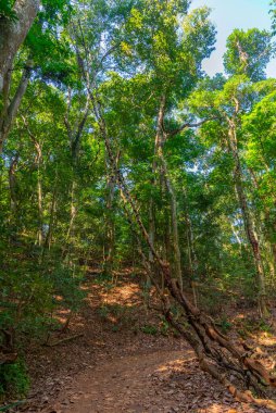 Kandy, Sri Lanka 'daki Udawattakele Sığınağı.