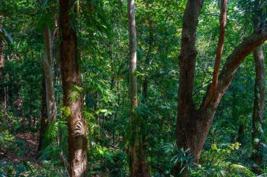 Kandy, Sri Lanka 'daki Udawattakele Sığınağı.