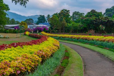 Kandy, Sri Lanka 'da Kraliyet Botanik Gardwen' i.