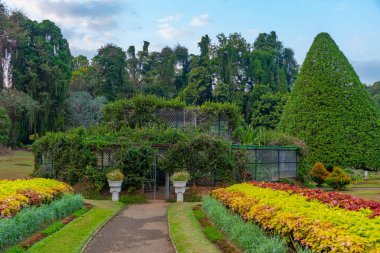Kandy, Sri Lanka 'da Kraliyet Botanik Gardwen' i.