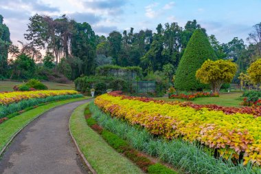 Kandy, Sri Lanka 'da Kraliyet Botanik Gardwen' i.