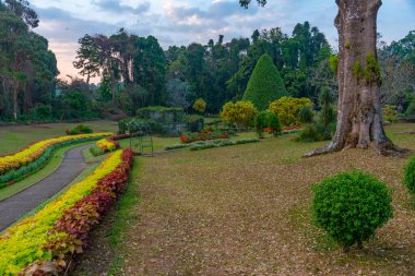 Kandy, Sri Lanka 'da Kraliyet Botanik Gardwen' i.
