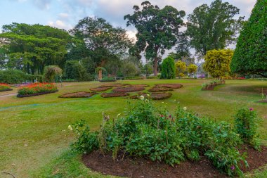Kandy, Sri Lanka 'da Kraliyet Botanik Gardwen' i.