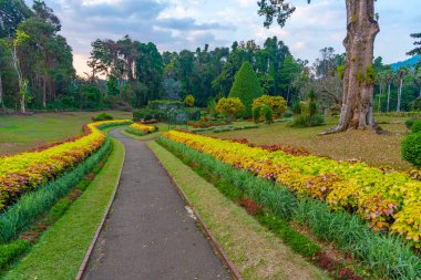 Kandy, Sri Lanka 'da Kraliyet Botanik Gardwen' i.