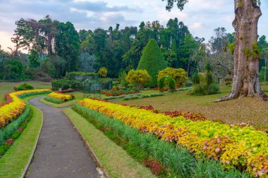 Kandy, Sri Lanka 'da Kraliyet Botanik Gardwen' i.
