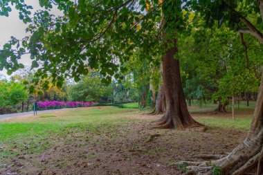 Kandy, Sri Lanka 'da Kraliyet Botanik Gardwen' i.