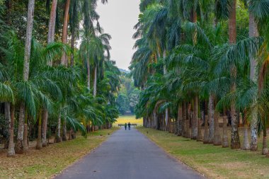 Kandy, Sri Lanka 'daki Royal Botanik Gardwen' da Palm alley..